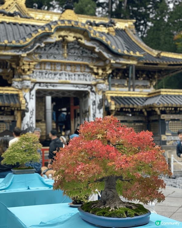 日本的三大神社之一的日光東照宮，其絢爛豪華之廟殿，已全部被指...