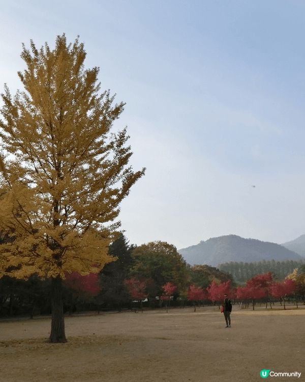 韓國已經到咗紅葉嘅季節真係好應該去睇下仲有黃色嘅銀杏黃色嘅銀...