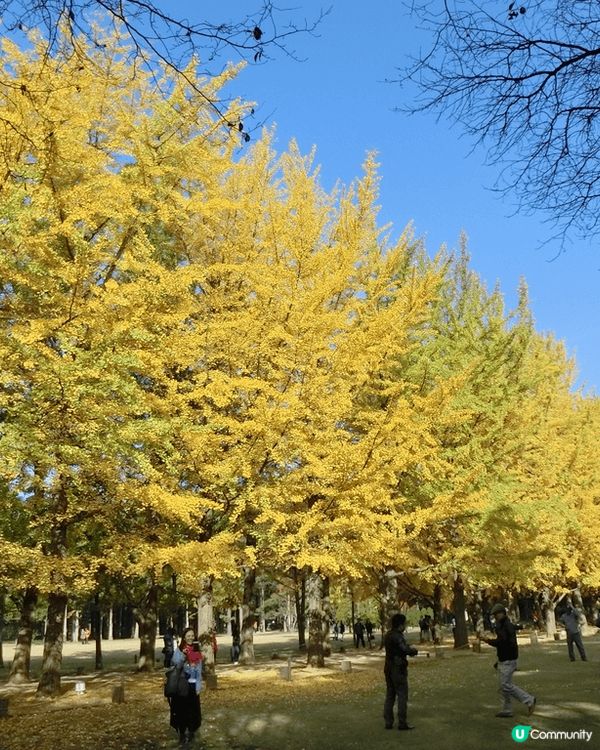 韓國已經到咗紅葉嘅季節真係好應該去睇下仲有黃色嘅銀杏黃色嘅銀...