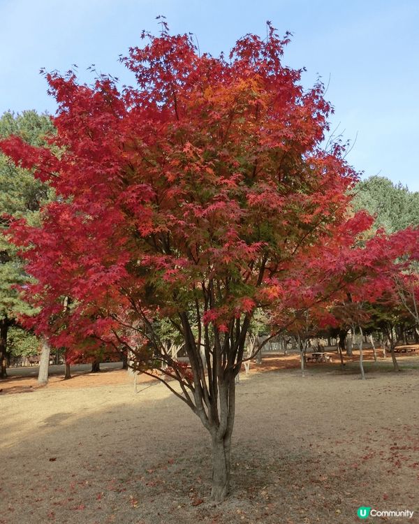 韓國已經到咗紅葉嘅季節真係好應該去睇下仲有黃色嘅銀杏黃色嘅銀...
