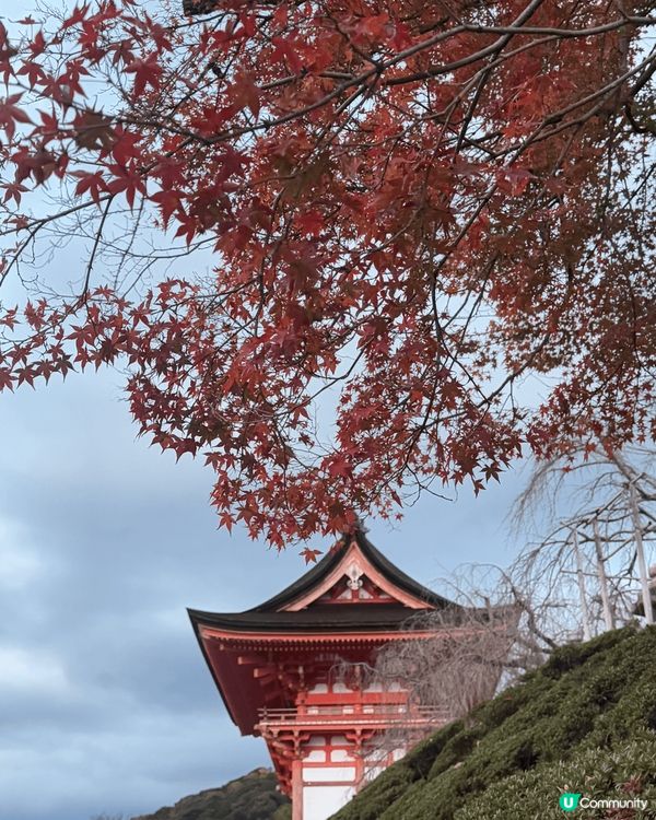 趁仲有紅葉去咗轉京都😍😍😍着埋和服影相打卡一流🤍🤍🤍
...