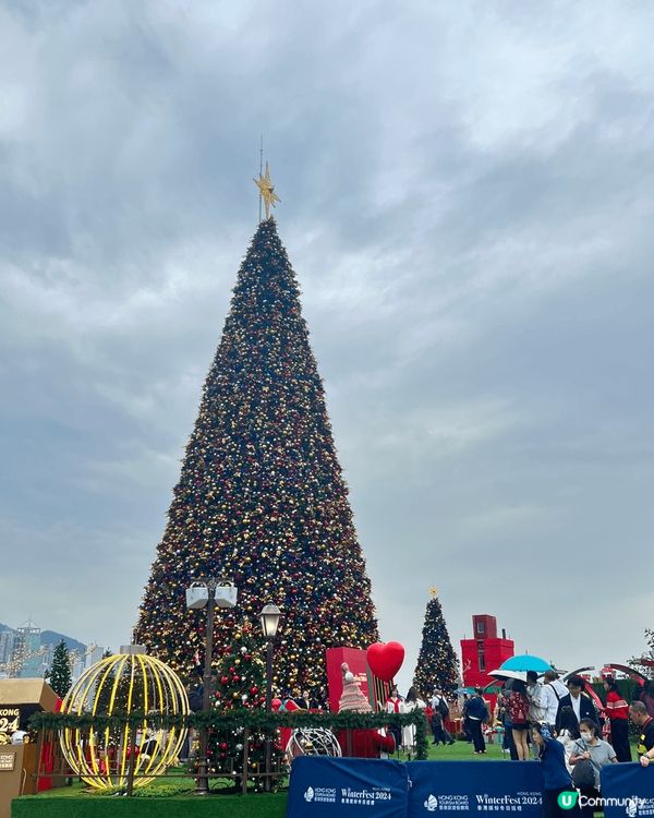 不同種類聖誕樹