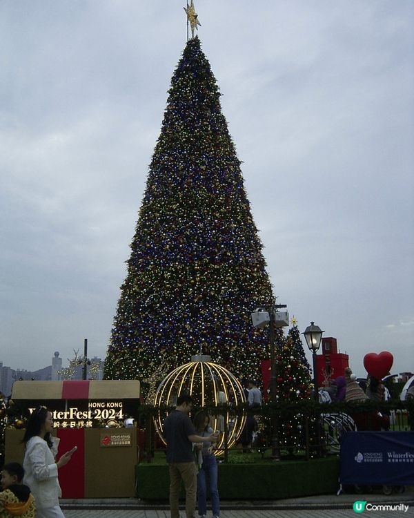 不同種類聖誕樹