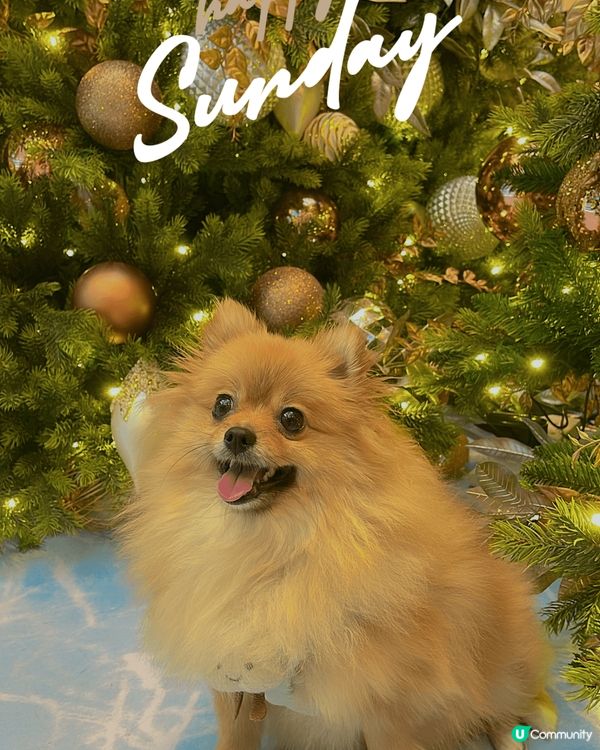 最期待既聖誕節到喇～又可以帶埋狗狗去影靚相，仲有好多閃閃發光...