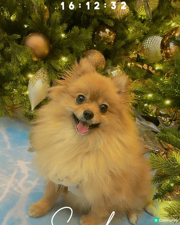 最期待既聖誕節到喇～又可以帶埋狗狗去影靚相，仲有好多閃閃發光...