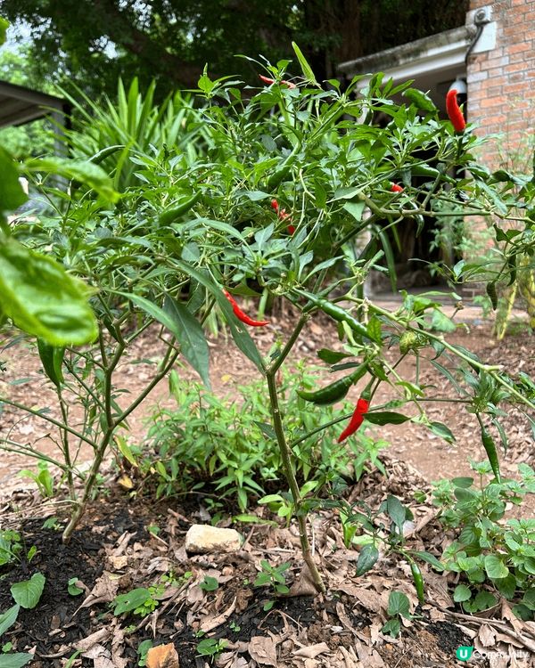 綠藝匯館有大自然嘅感覺，自由自在。