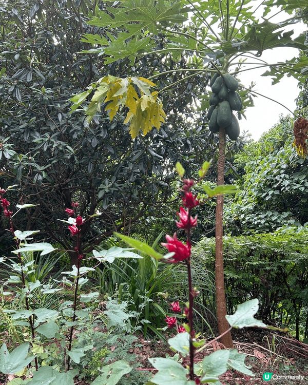 綠藝匯館有大自然嘅感覺，自由自在。