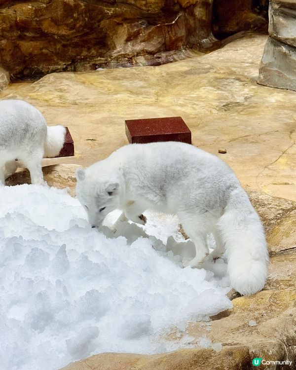 今次去海洋公園難忘點🐬