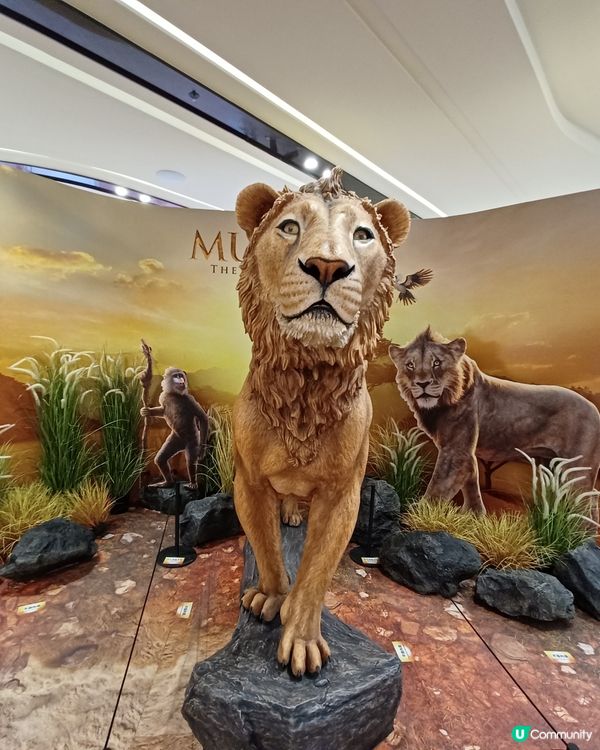 圍方獅子王出沒注意🦁
