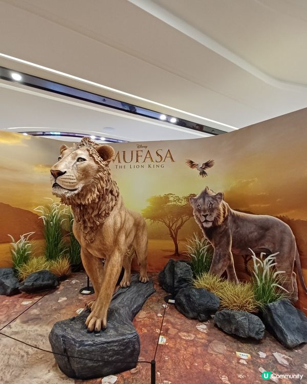 圍方獅子王出沒注意🦁
