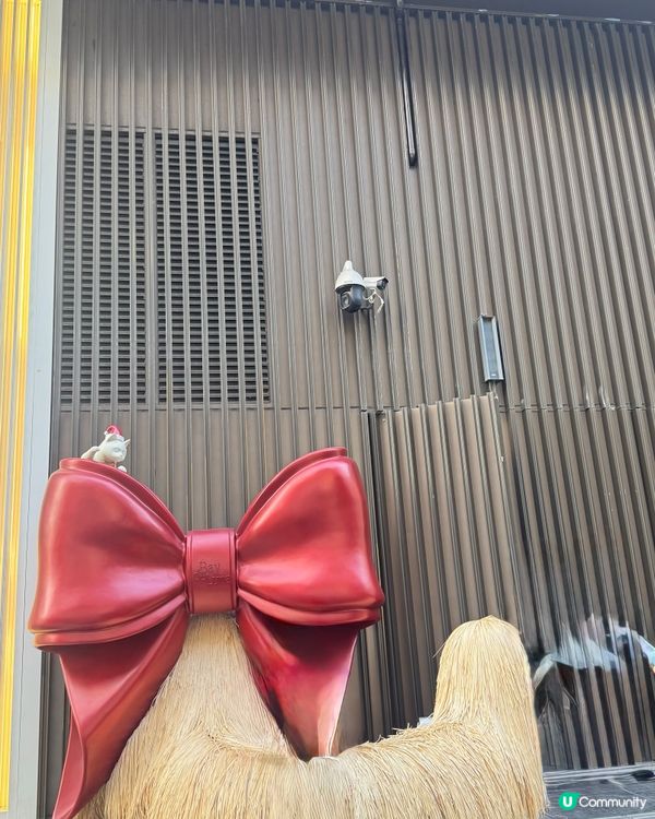 ✨深圳灣萬象城貓貓靚靚聖誕裝✨