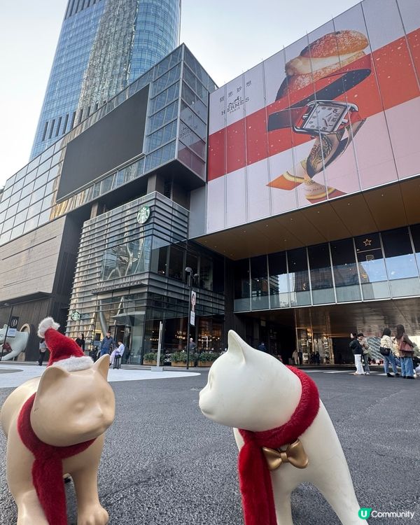 ✨深圳灣萬象城貓貓靚靚聖誕裝✨