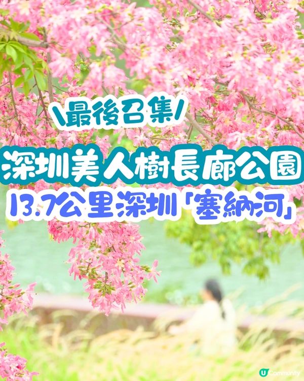 深圳美人樹長廊公園🌸最後召集‼️13.7公里深圳「塞納河」仲有紫花風鈴木/三角梅😍