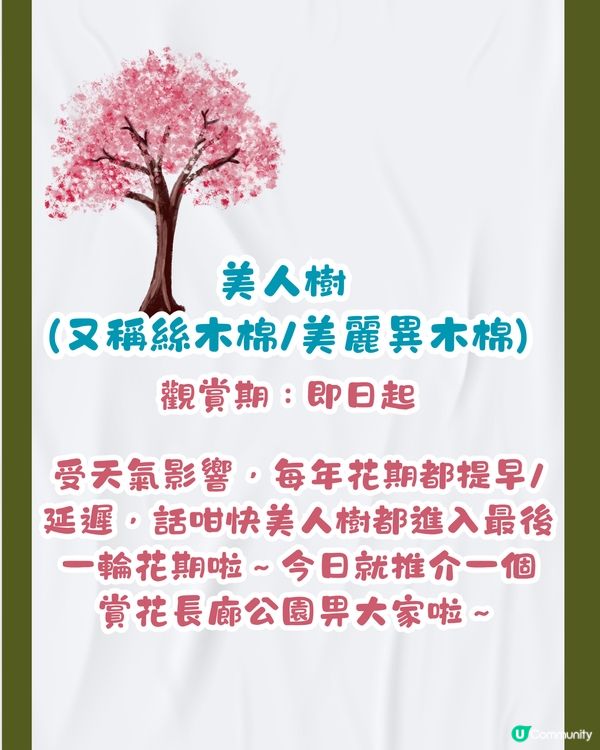 深圳美人樹長廊公園🌸最後召集‼️13.7公里深圳「塞納河」仲有紫花風鈴木/三角梅😍