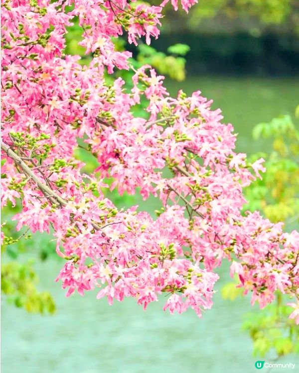 深圳美人樹長廊公園🌸最後召集‼️13.7公里深圳「塞納河」仲有紫花風鈴木/三角梅😍