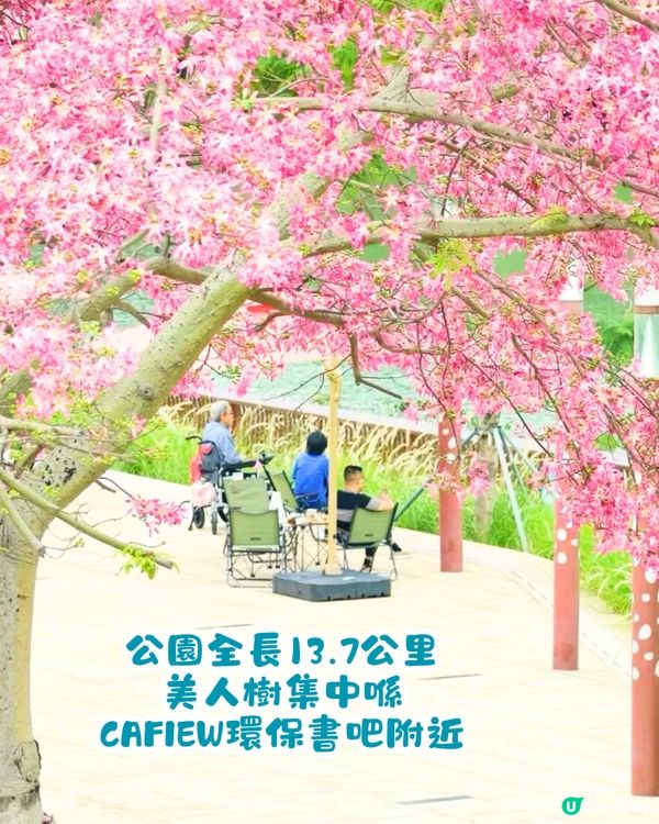深圳美人樹長廊公園🌸最後召集‼️13.7公里深圳「塞納河」仲有紫花風鈴木/三角梅😍