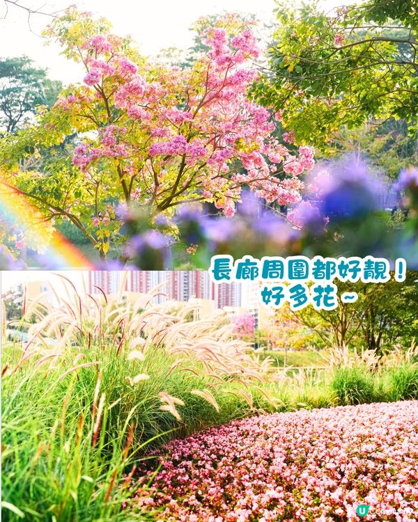 深圳美人樹長廊公園🌸最後召集‼️13.7公里深圳「塞納河」仲有紫花風鈴木/三角梅😍