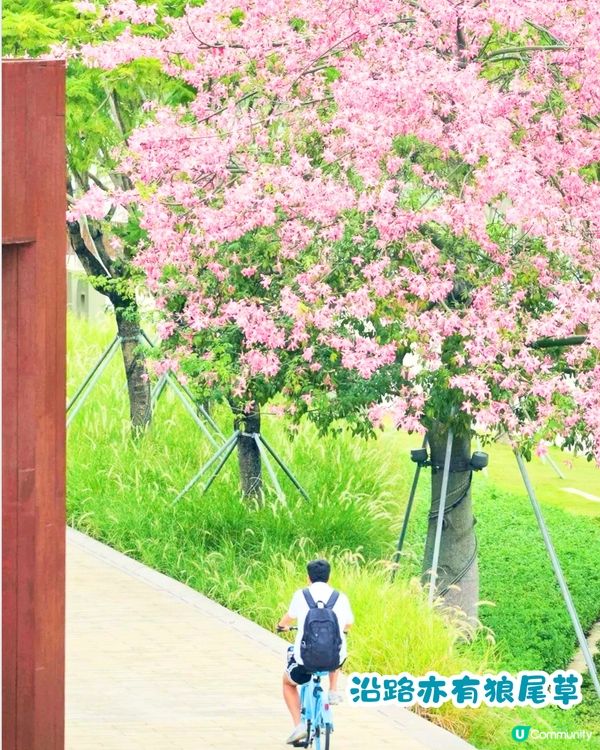 深圳美人樹長廊公園🌸最後召集‼️13.7公里深圳「塞納河」仲有紫花風鈴木/三角梅😍