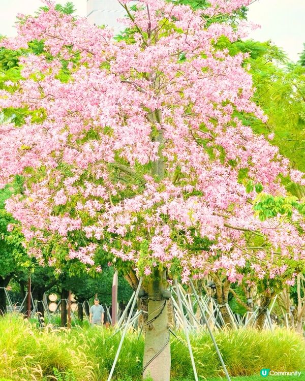 深圳美人樹長廊公園🌸最後召集‼️13.7公里深圳「塞納河」仲有紫花風鈴木/三角梅😍