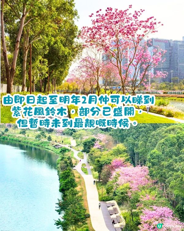 深圳美人樹長廊公園🌸最後召集‼️13.7公里深圳「塞納河」仲有紫花風鈴木/三角梅😍
