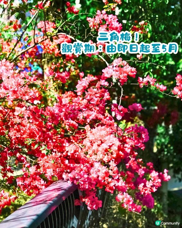 深圳美人樹長廊公園🌸最後召集‼️13.7公里深圳「塞納河」仲有紫花風鈴木/三角梅😍