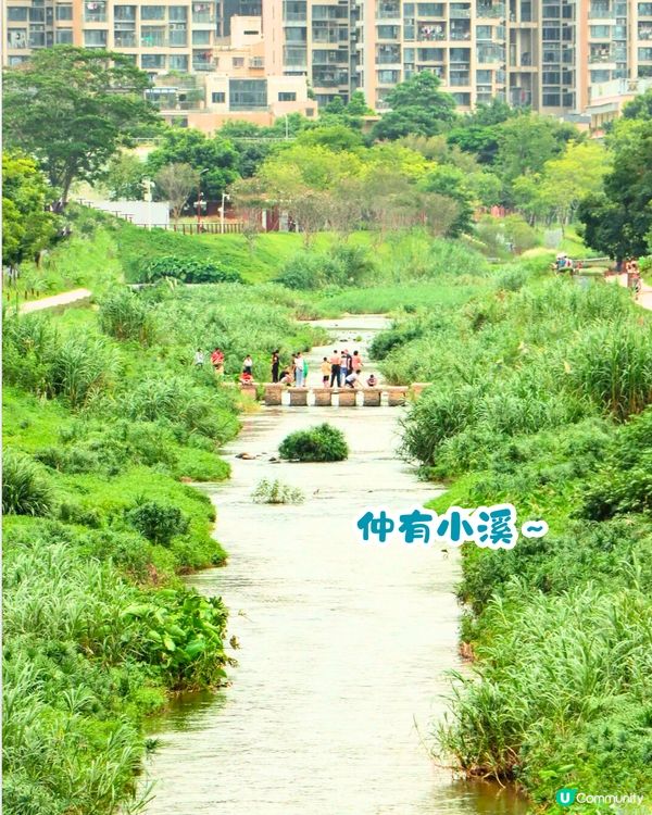 深圳美人樹長廊公園🌸最後召集‼️13.7公里深圳「塞納河」仲有紫花風鈴木/三角梅😍