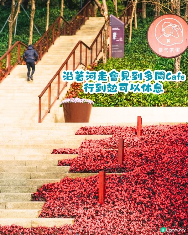 深圳美人樹長廊公園🌸最後召集‼️13.7公里深圳「塞納河」仲有紫花風鈴木/三角梅😍