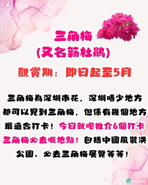 深圳三角梅打卡點6大推介📸必去唯美花展/中國風公園‼️