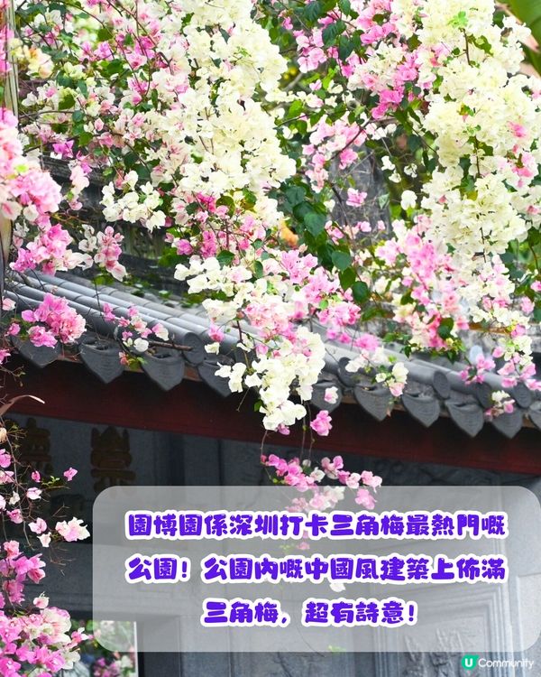 深圳三角梅打卡點6大推介📸必去唯美花展/中國風公園‼️