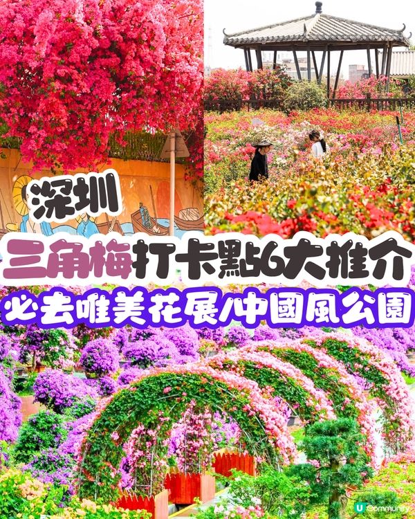 深圳三角梅打卡點6大推介📸必去唯美花展/中國風公園‼️