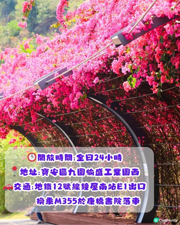 深圳三角梅打卡點6大推介📸必去唯美花展/中國風公園‼️