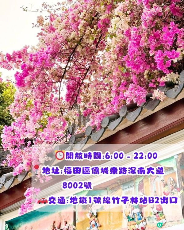 深圳三角梅打卡點6大推介📸必去唯美花展/中國風公園‼️