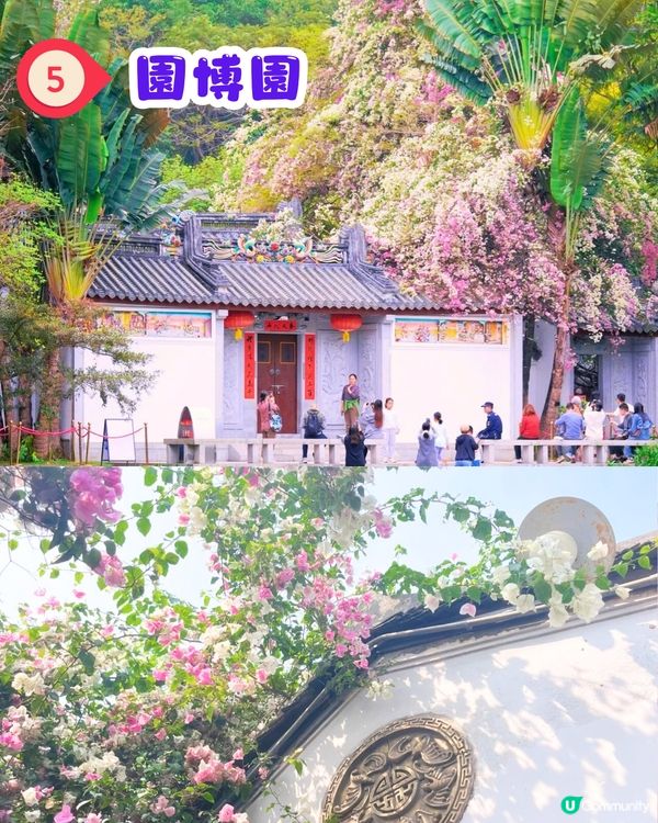 深圳三角梅打卡點6大推介📸必去唯美花展/中國風公園‼️