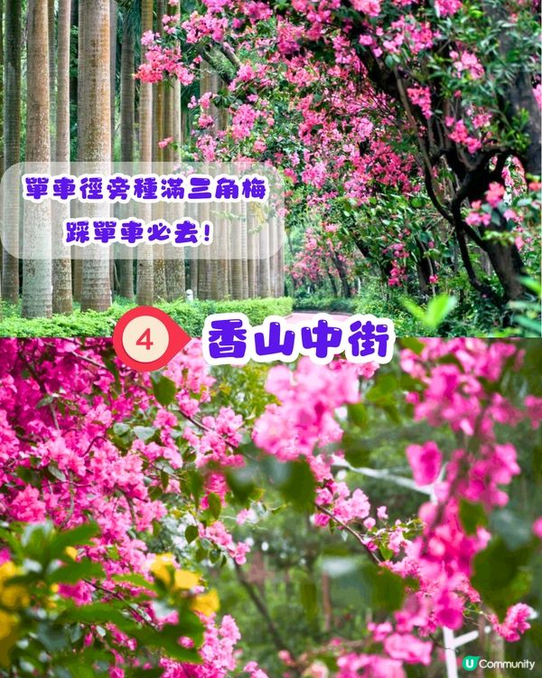 深圳三角梅打卡點6大推介📸必去唯美花展/中國風公園‼️