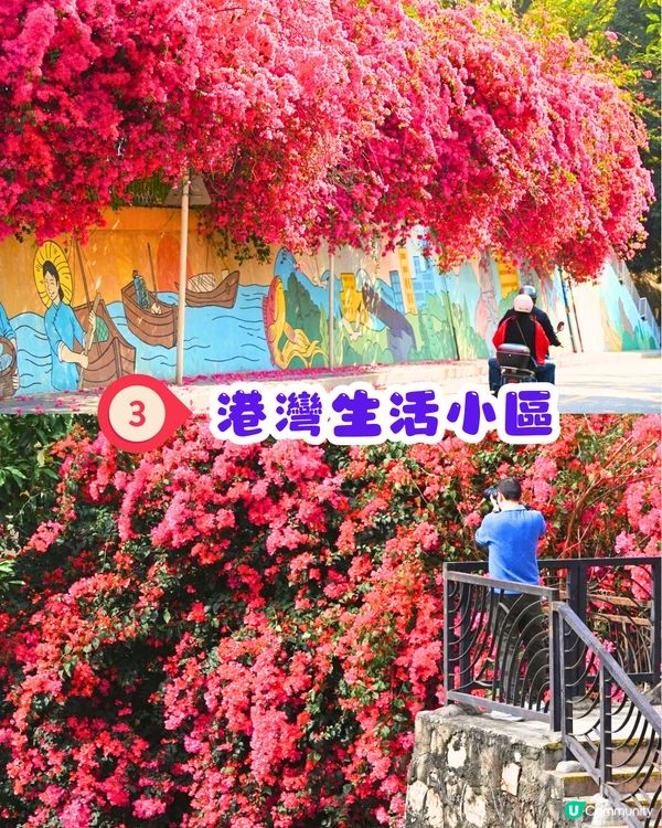 深圳三角梅打卡點6大推介📸必去唯美花展/中國風公園‼️