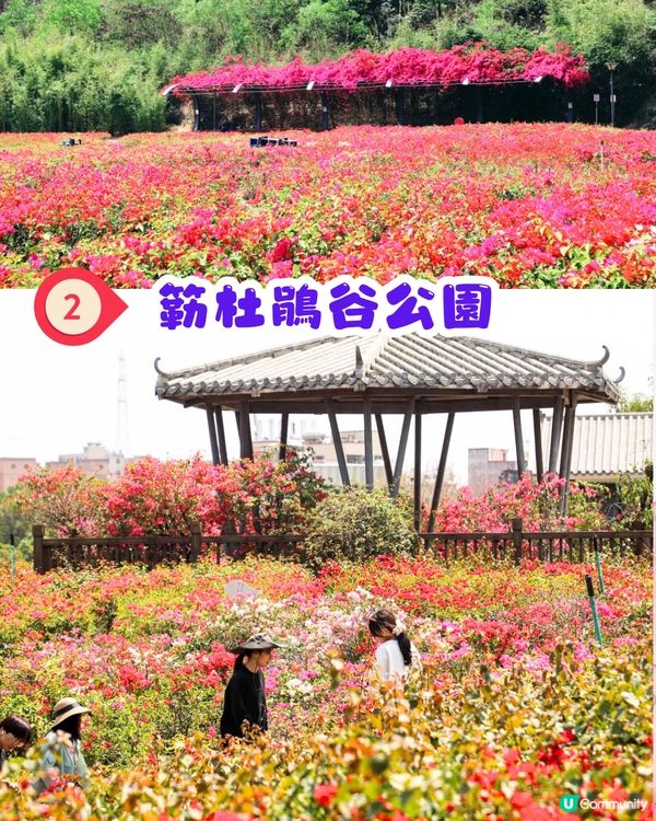 深圳三角梅打卡點6大推介📸必去唯美花展/中國風公園‼️