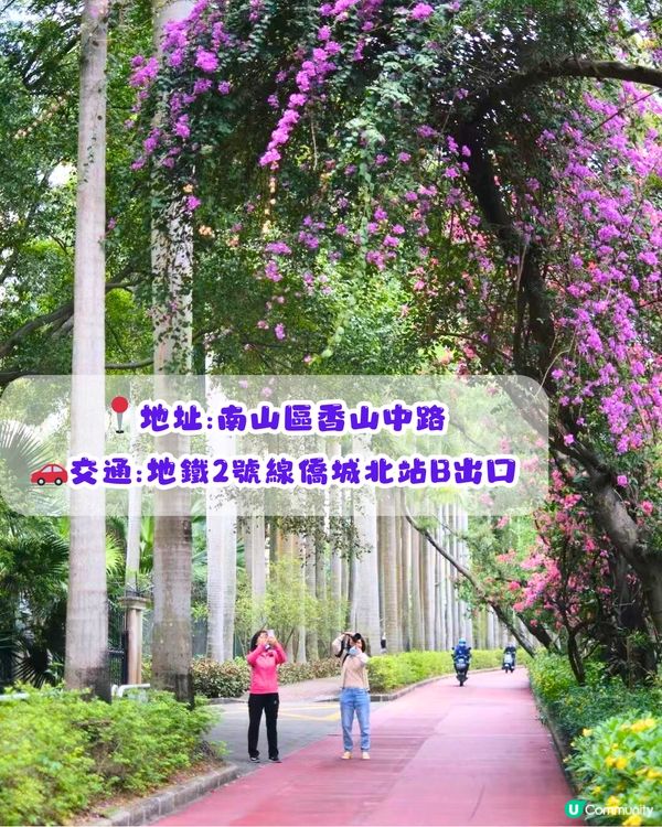 深圳三角梅打卡點6大推介📸必去唯美花展/中國風公園‼️