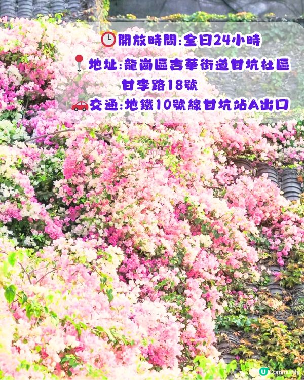 深圳三角梅打卡點6大推介📸必去唯美花展/中國風公園‼️