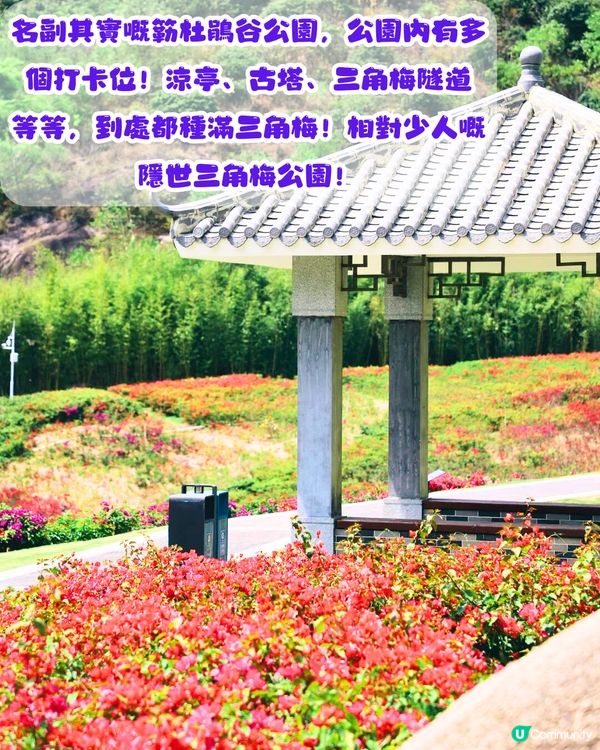 深圳三角梅打卡點6大推介📸必去唯美花展/中國風公園‼️