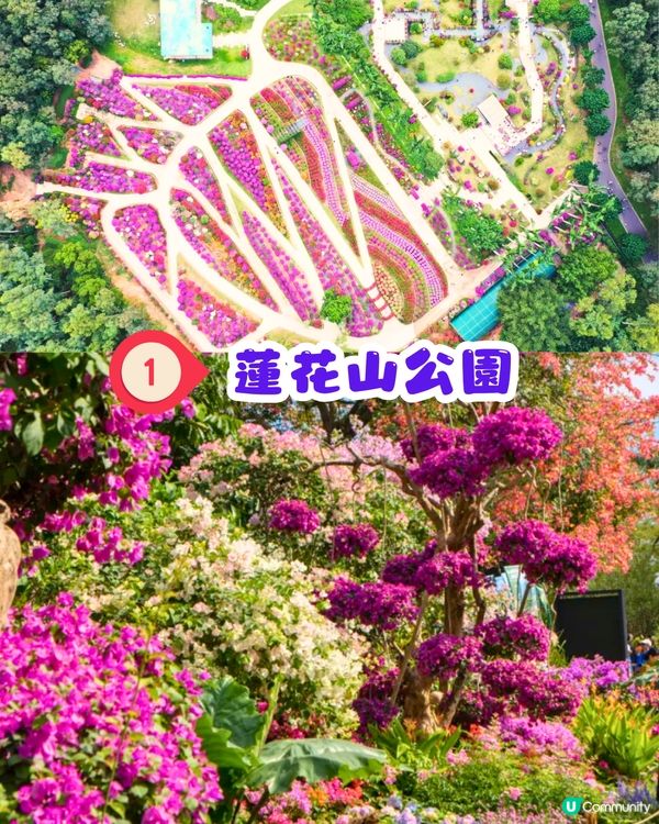 深圳三角梅打卡點6大推介📸必去唯美花展/中國風公園‼️