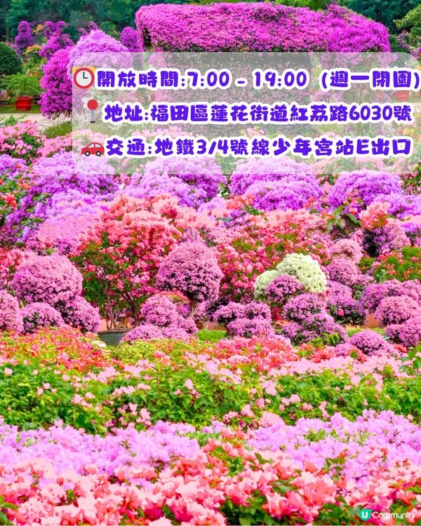 深圳三角梅打卡點6大推介📸必去唯美花展/中國風公園‼️