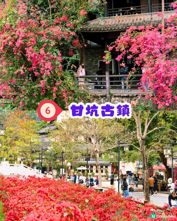 深圳三角梅打卡點6大推介📸必去唯美花展/中國風公園‼️