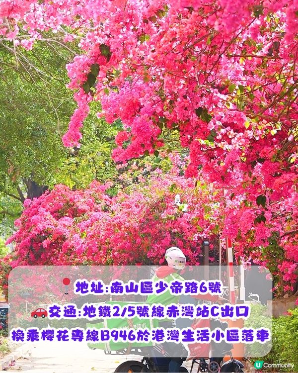 深圳三角梅打卡點6大推介📸必去唯美花展/中國風公園‼️