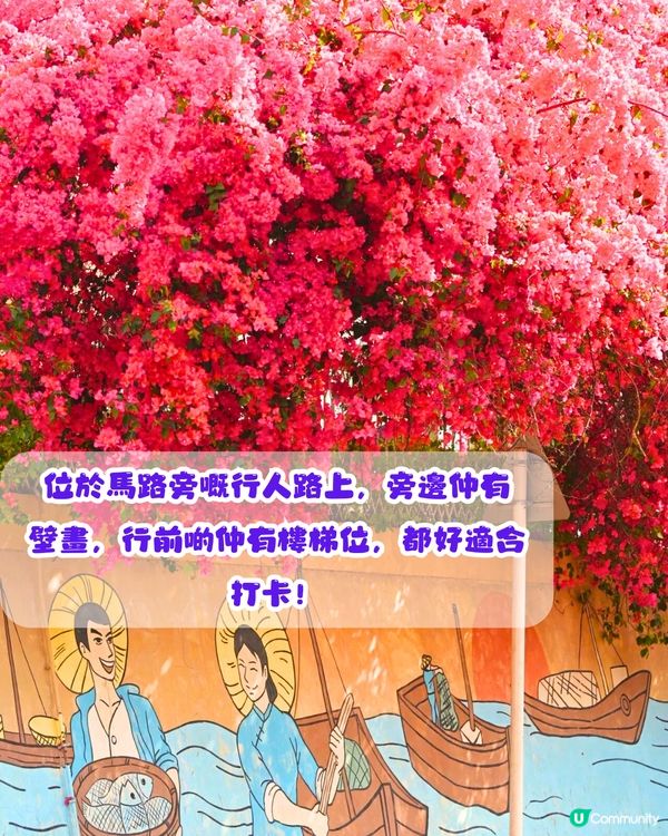 深圳三角梅打卡點6大推介📸必去唯美花展/中國風公園‼️