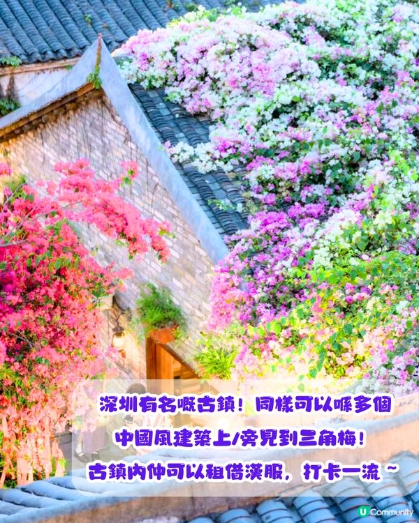 深圳三角梅打卡點6大推介📸必去唯美花展/中國風公園‼️