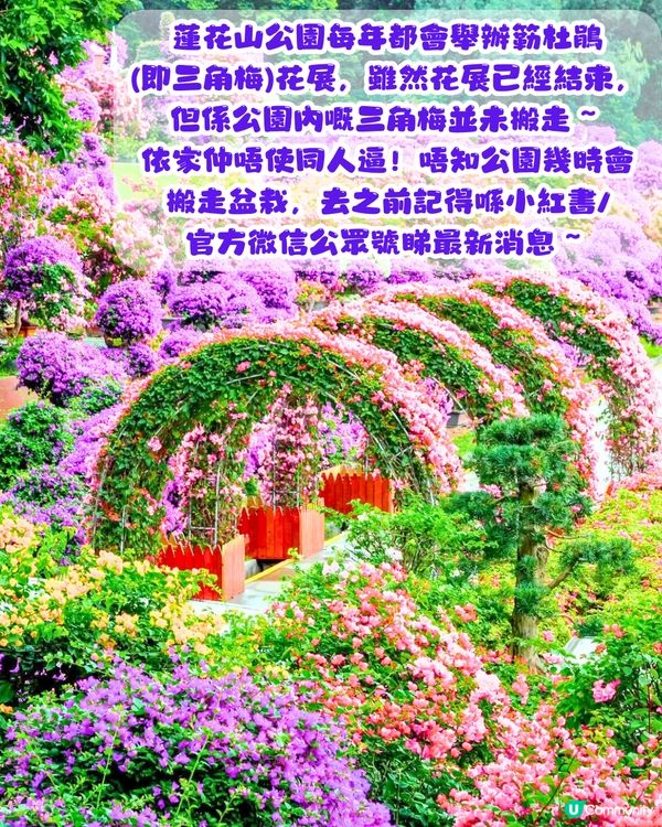 深圳三角梅打卡點6大推介📸必去唯美花展/中國風公園‼️