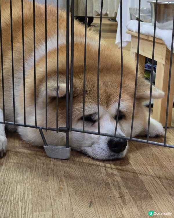 大館市秋田犬溫泉旅館