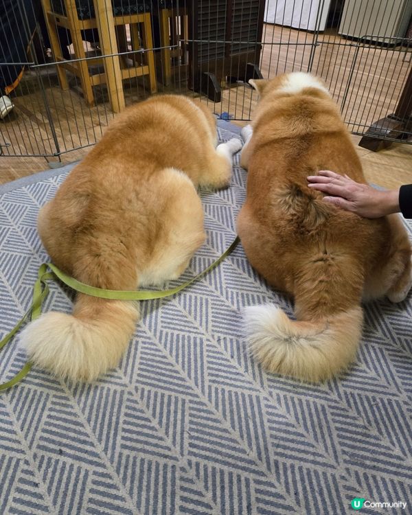 大館市秋田犬溫泉旅館