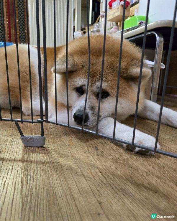 大館市秋田犬溫泉旅館