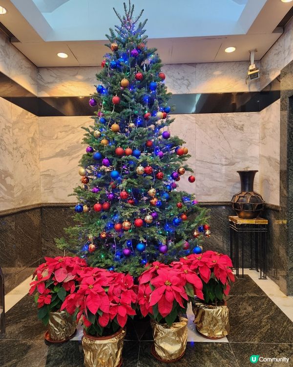 真聖誕樹🎄真係好香